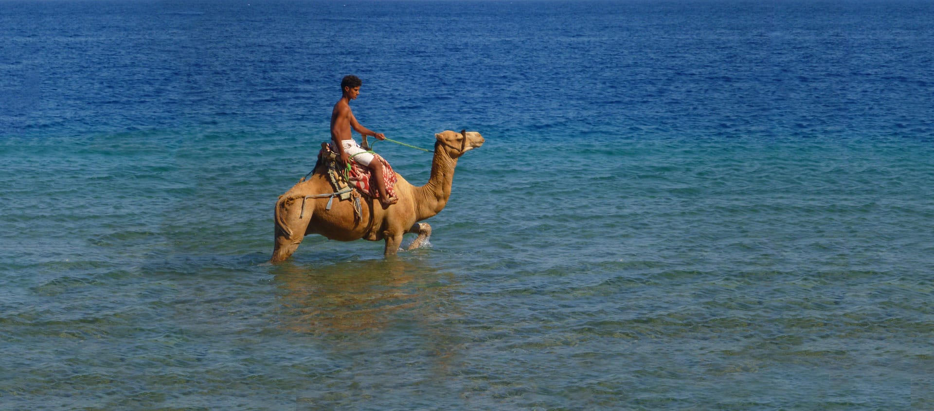 Dahab (Horse or Camel Trips)