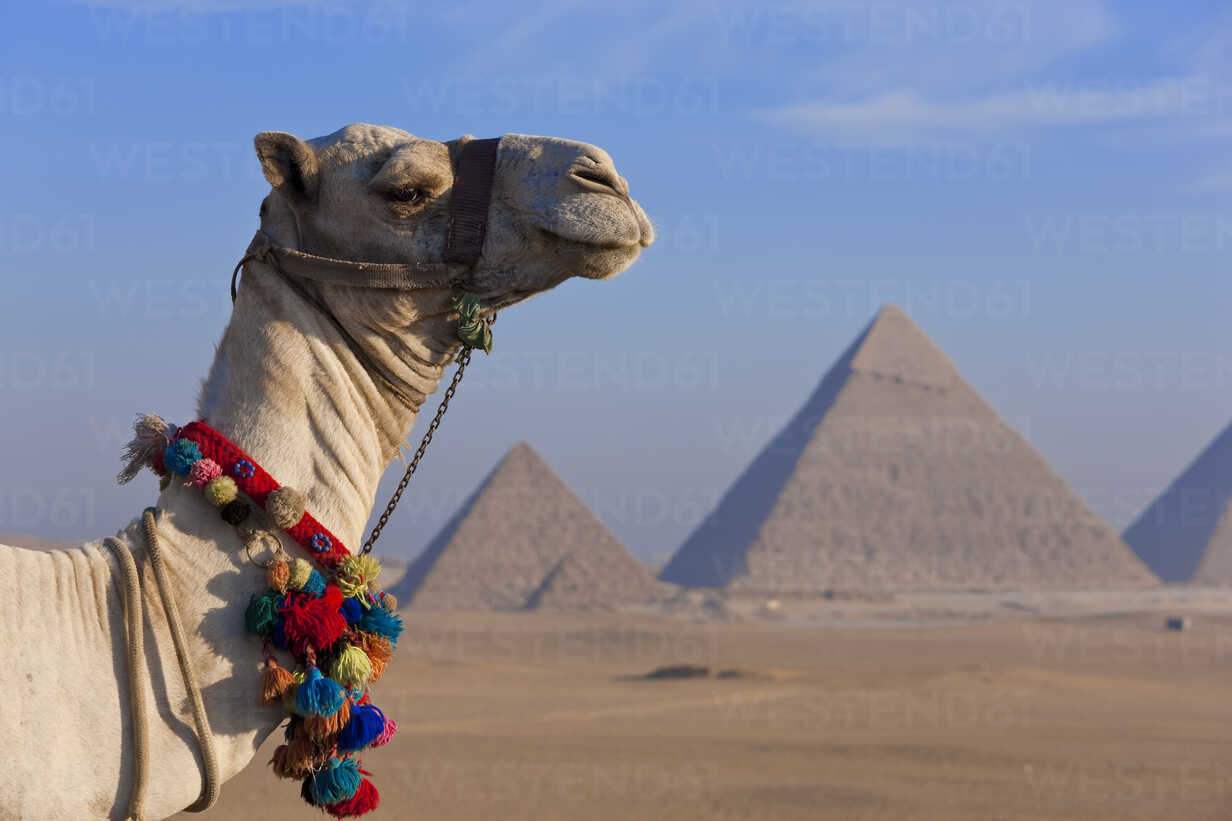 Cairo (Camel Ride)