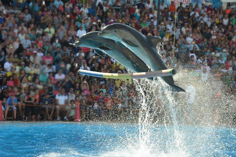 Sharm El-Sheikh (Dolphin Show)