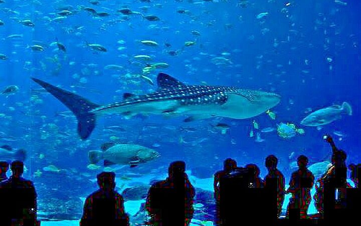 Hurghada (Grand Aquarium Trip)