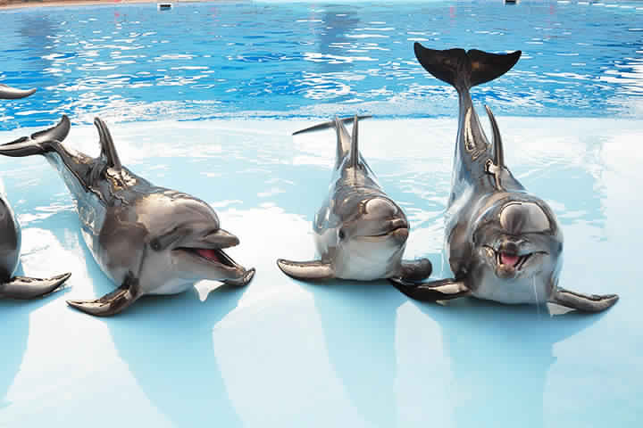 Sharm El-Sheikh (Dolphin Show)