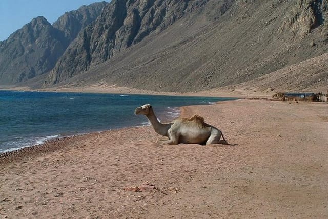 Dahab (Super Safari & Beach Trip)