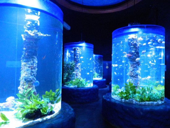 Hurghada (Grand Aquarium Trip)