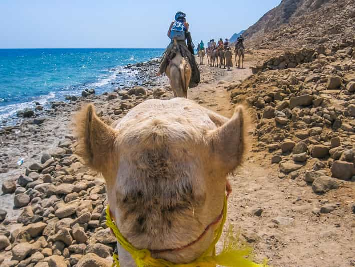 Dahab (Horse or Camel Trips)