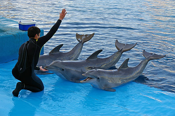 Hurghada (Dolphin Show)