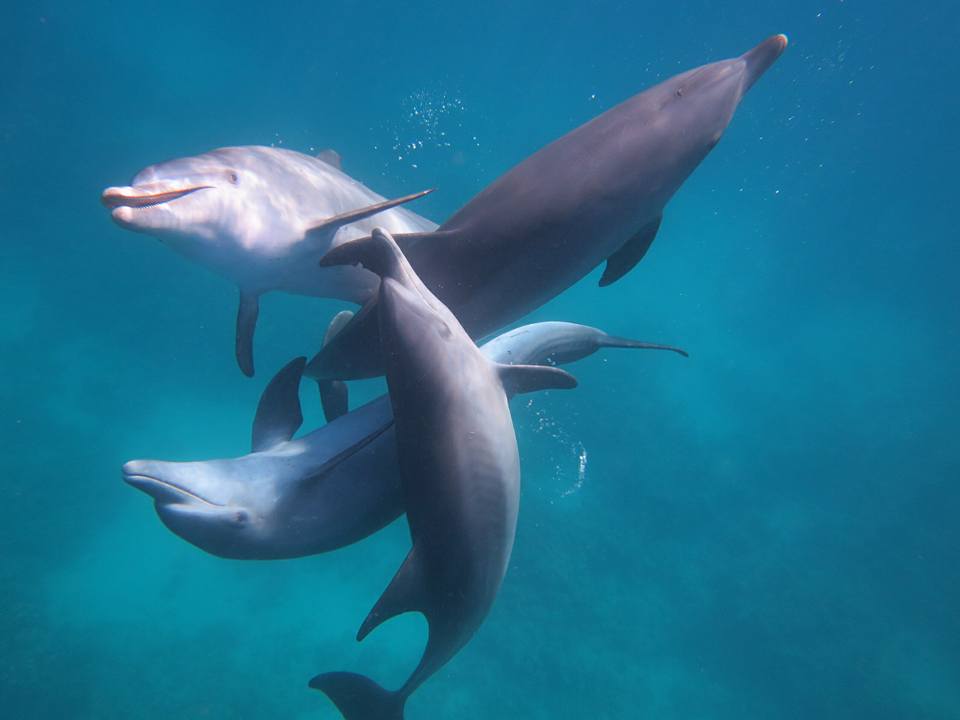 Hurghada (Dolphin House)